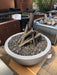 27" Sedona GRFC Fire Bowl- OPT-27RFO - Patioscape Outdoors